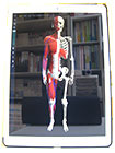 人体模型が映っているタブレット画面